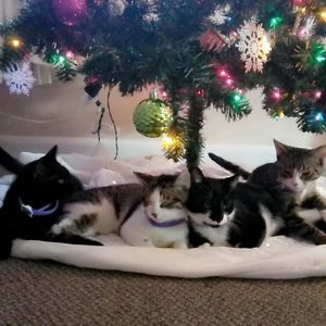 Meet your Posher, Aliesha